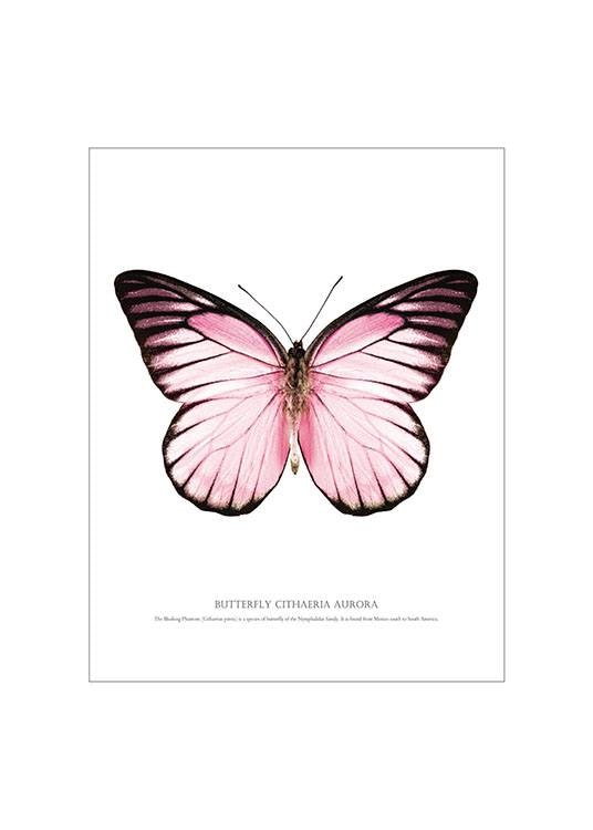 Tyylikäs perhostaulu vaaleanpunaiseen sisustukseen. Verkkokauppa, jossa on julis