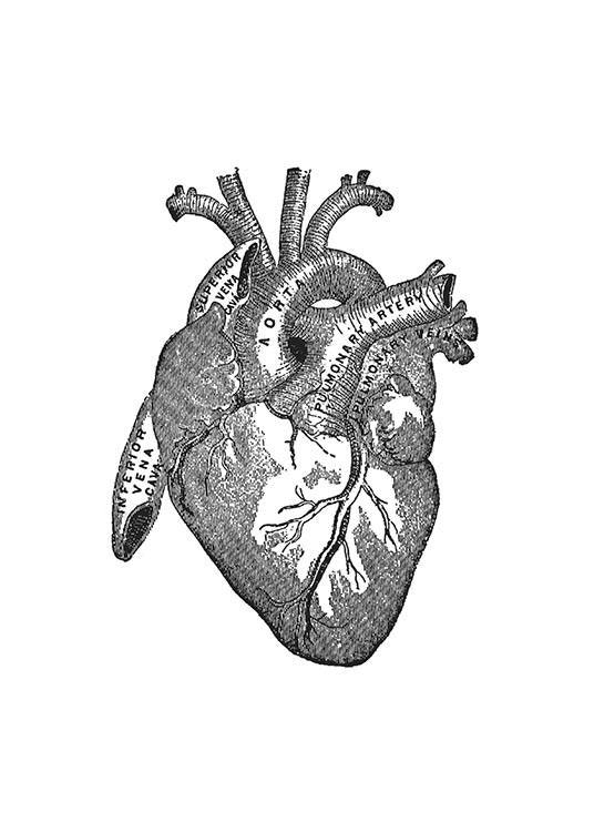 Taulu, jossa sydämen anatomia, mustavalkoiset kuvat netistä