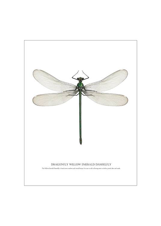 Dragonfly White, Posters