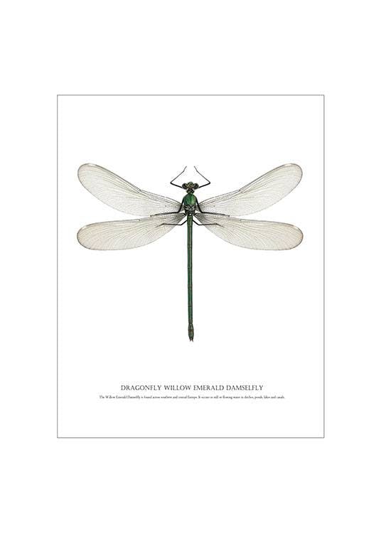 Moderne Poster mit Insekten und Libellen für eine romantische Einrichtung
