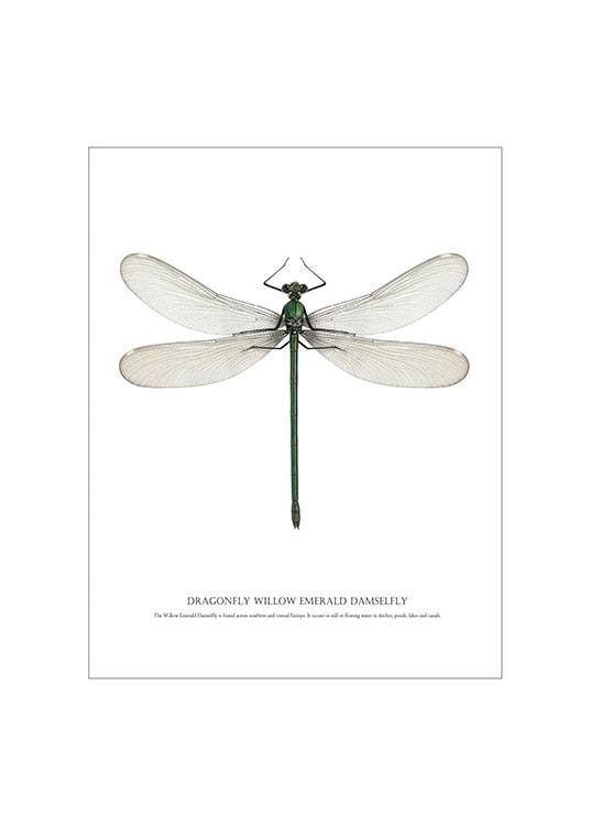 Moderne Poster mit Insekten und Libellen für eine romantische Einrichtung