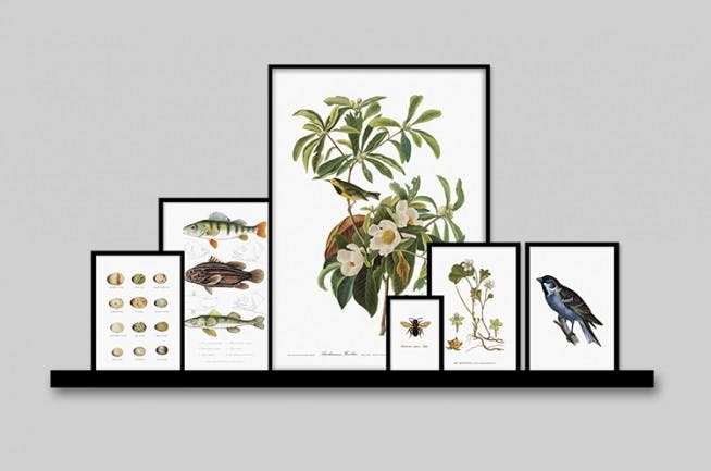 Prints and posters with plants and animals, stylish on a picture ledge