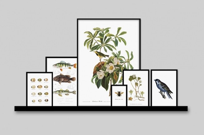 Posters met planten en dieren, mooi op foto houder