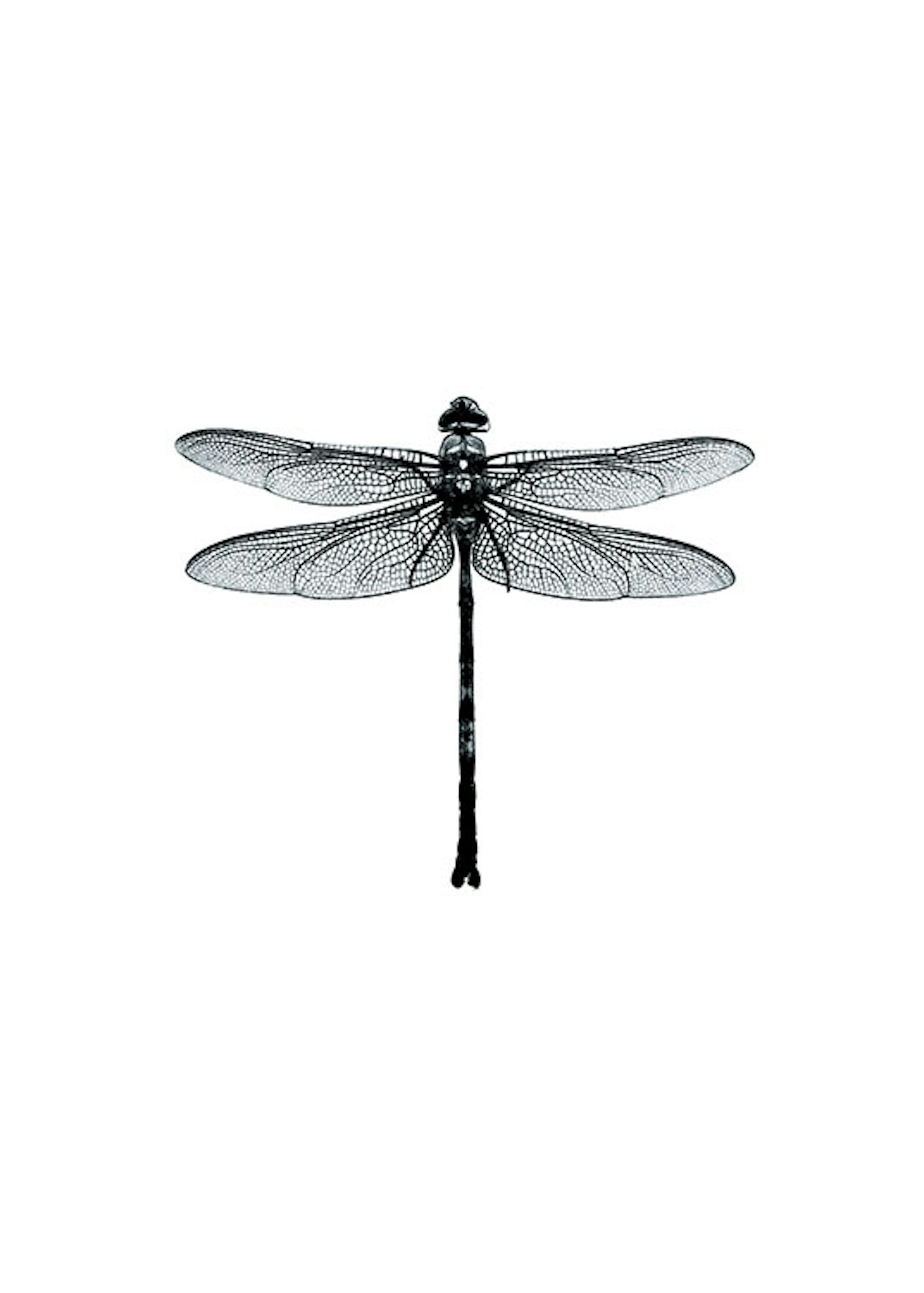 Dragonfly Black And White, Plagát 0
