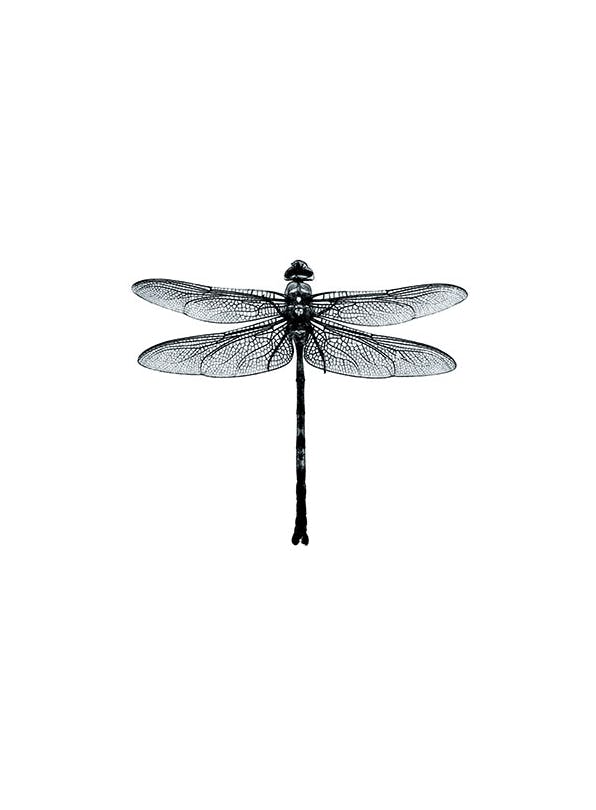 Prints - Dragonfly Black And White, Print (40x50 cm) - Black & white prints