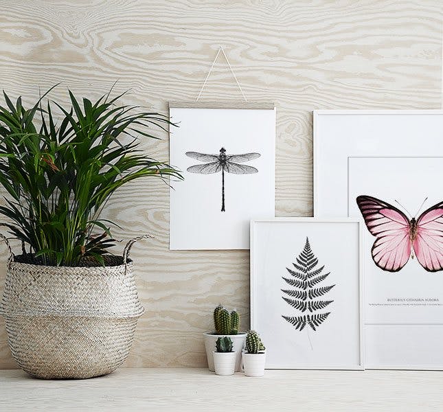Print con insectos, libélula y mariposa. Elegantes láminas en línea