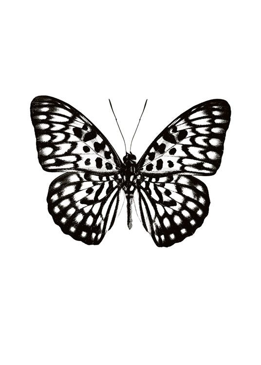 Print with a butterfly in black and white, stylish prints with insects