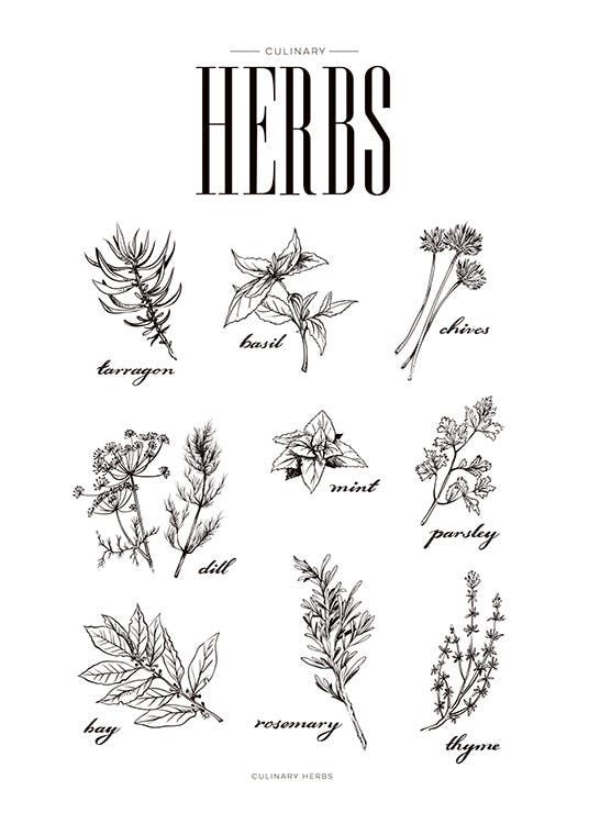Herbs guide poster. Prints en posters met kruiden online.