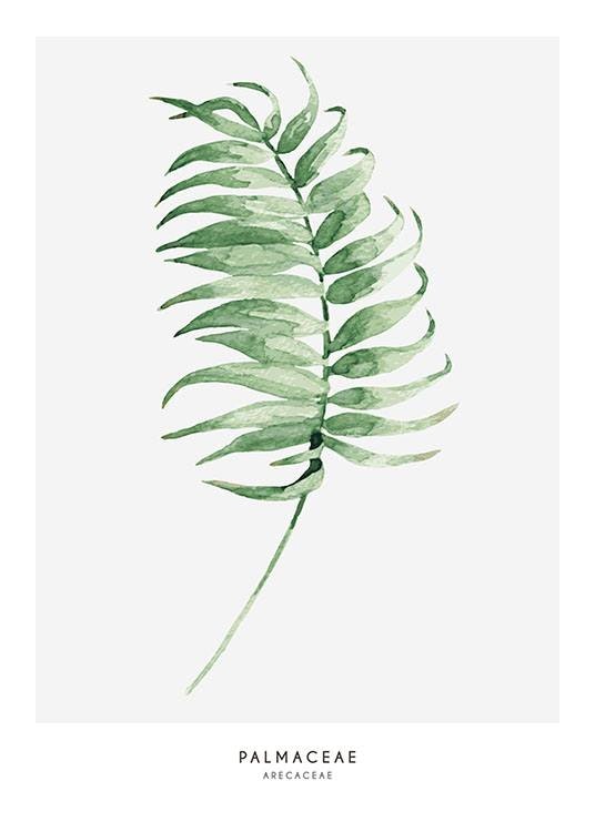 Botanisk plakat med illustration. Billige plakater med planter.