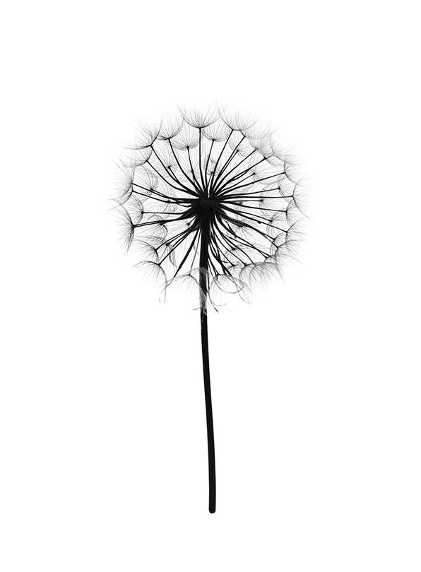 Dandelion Poster (40x50 cm)