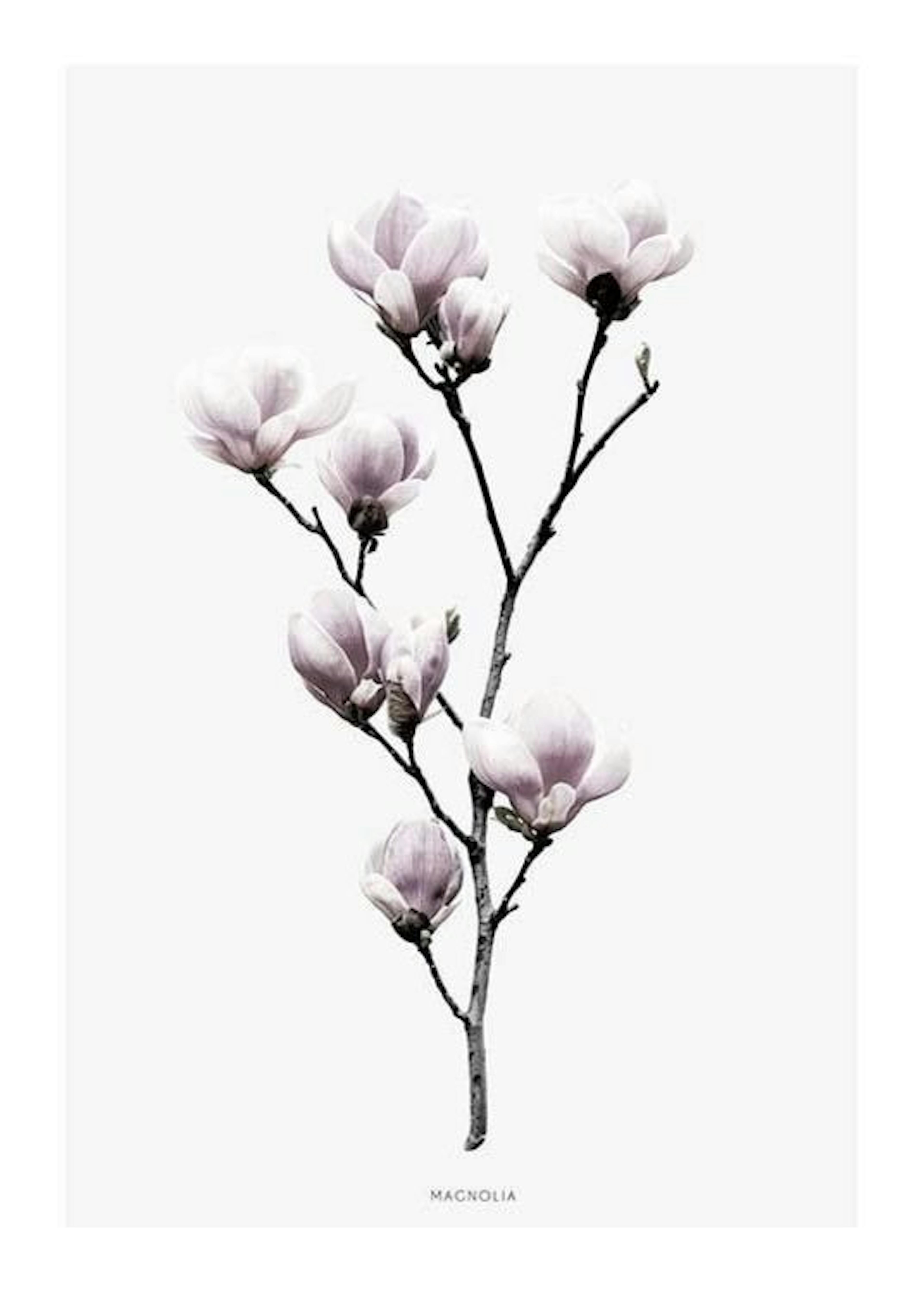 Botanische prints met foto van een magnolia bloem. Mooie posters online