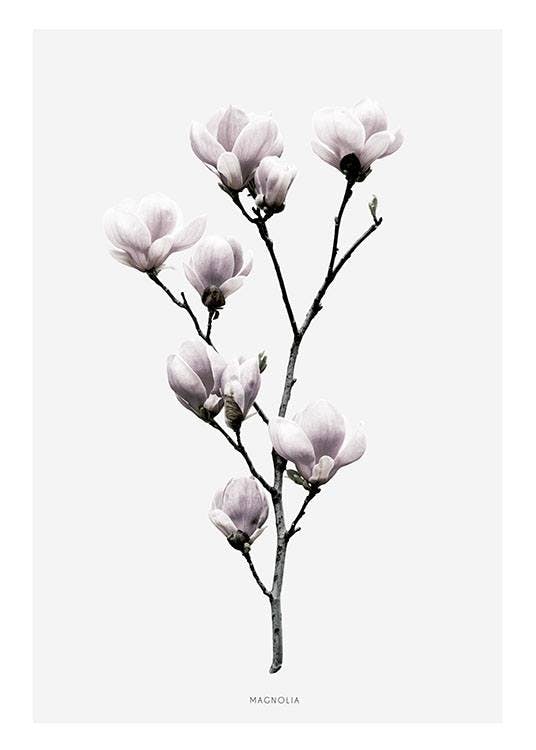 Botaniska prints med foto på en magnolia blomma. Fina planscher online.