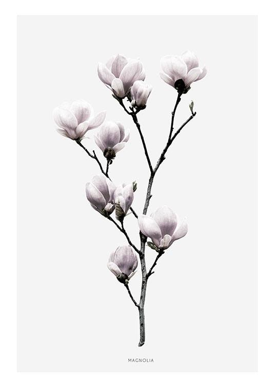 Kasviaiheiset julisteet valokuvalla magnolia-kukasta. Hienot julisteet netistä.