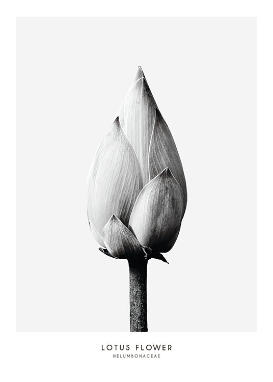 Botaniska affischer online med blommor i svartvitt