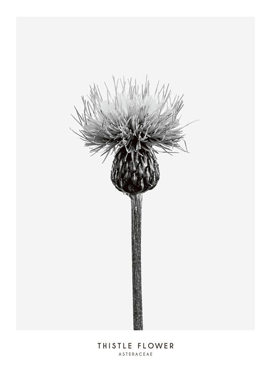 Sort-hvid fotografi med botanisk motiv, køb online