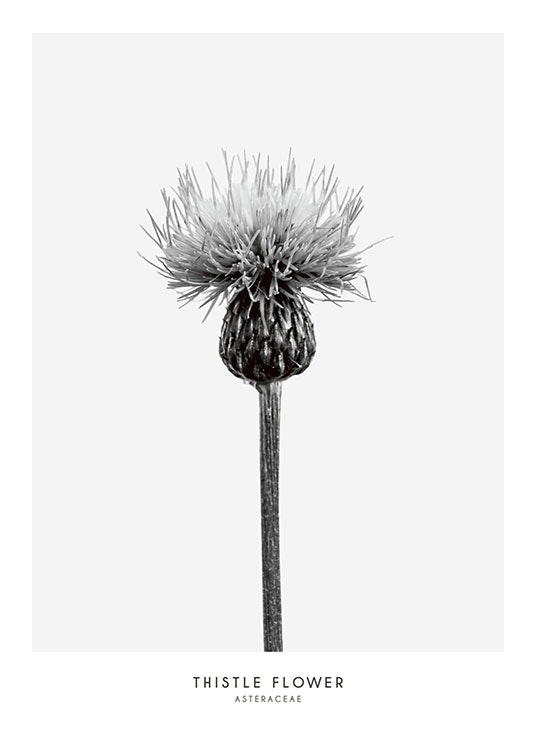 Mustavalkoinen valokuva kasviaiheisella motiivilla, osta netistä
