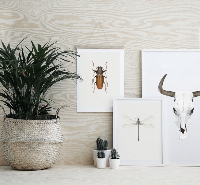 Decorate with vintage posters of insects