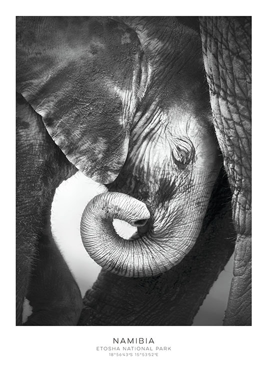 Plakát s uměleckou fotografií volně žijících zvířat online