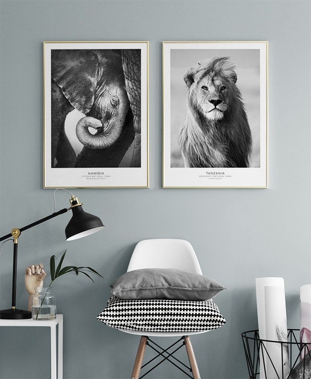 Poster with photos of an elephant, black and white interior design online