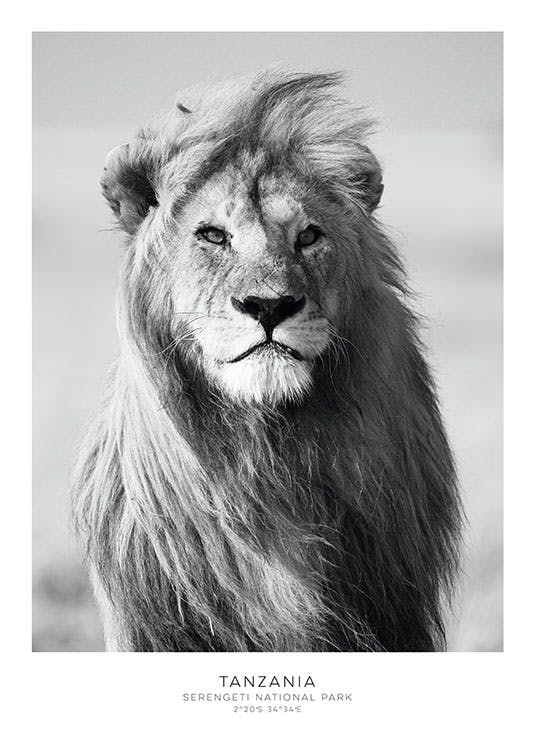 Print with a lion for a photograph wall and collage, photo art