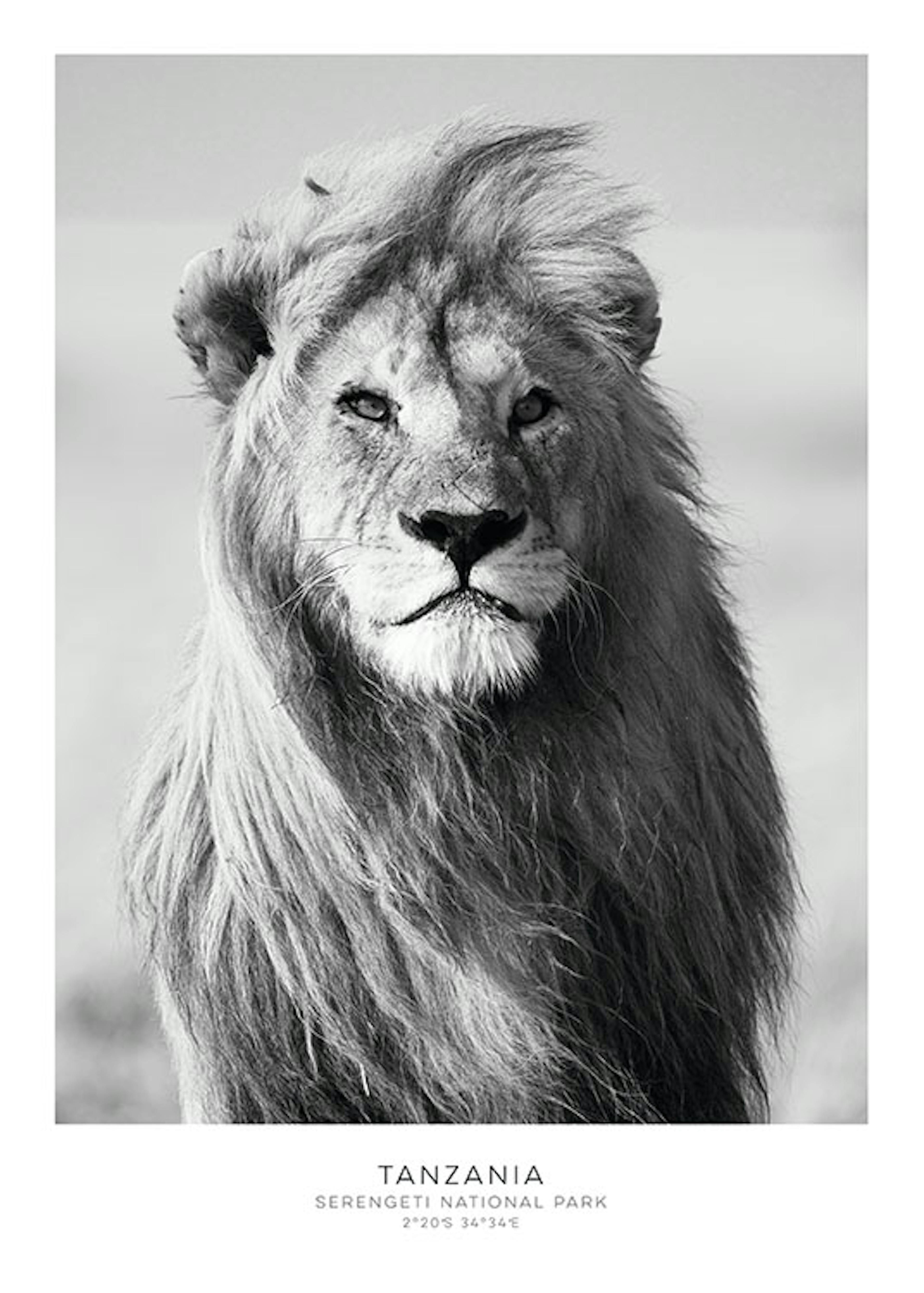 Lion, Affiches 0