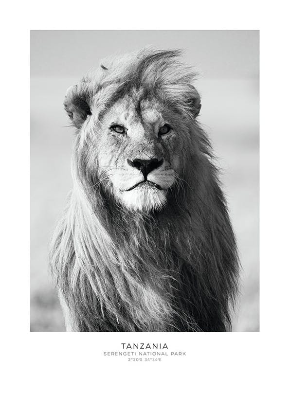 Lion Poster (21x30 cm)- Quadri e poster in bianco e nero