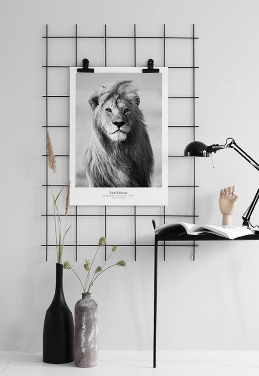 Svartvit poster med foto på lejon, prints till ramar på nätet