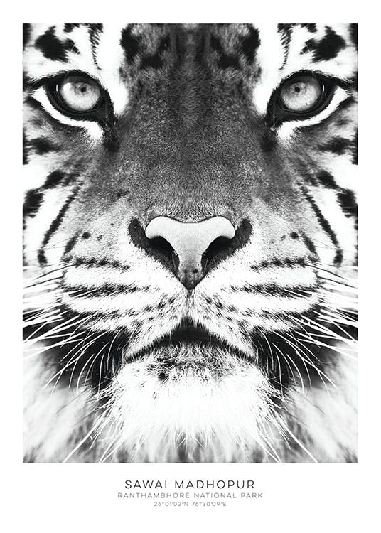 Stylish prints and posters with animals. Photographic prints and posters online.