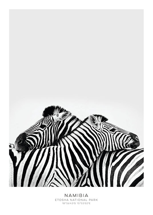 Poster mit Zebras für eine stilvolle Einrichtung