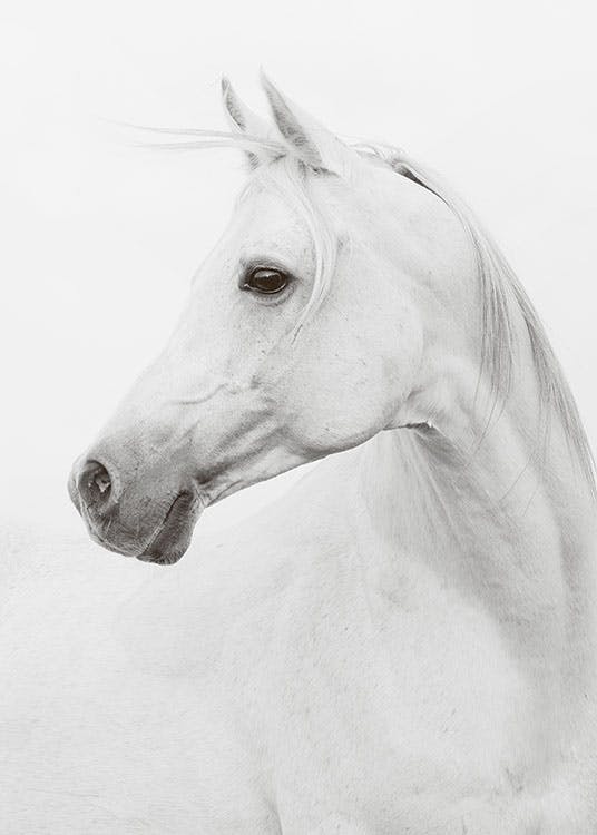 Plakat med hest, flotte sort-hvide plakater med fotokunst