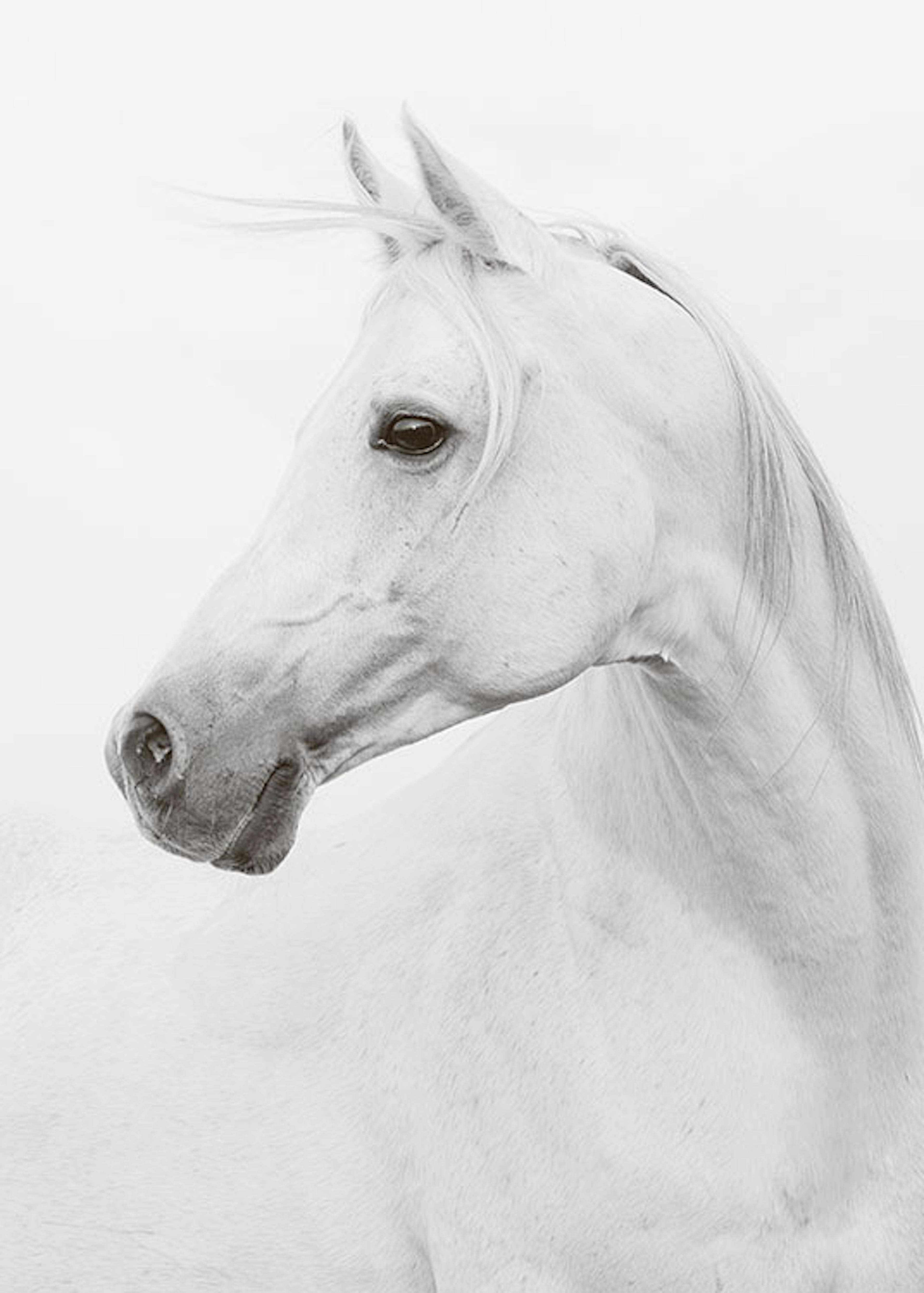 Horse, 포스터 0