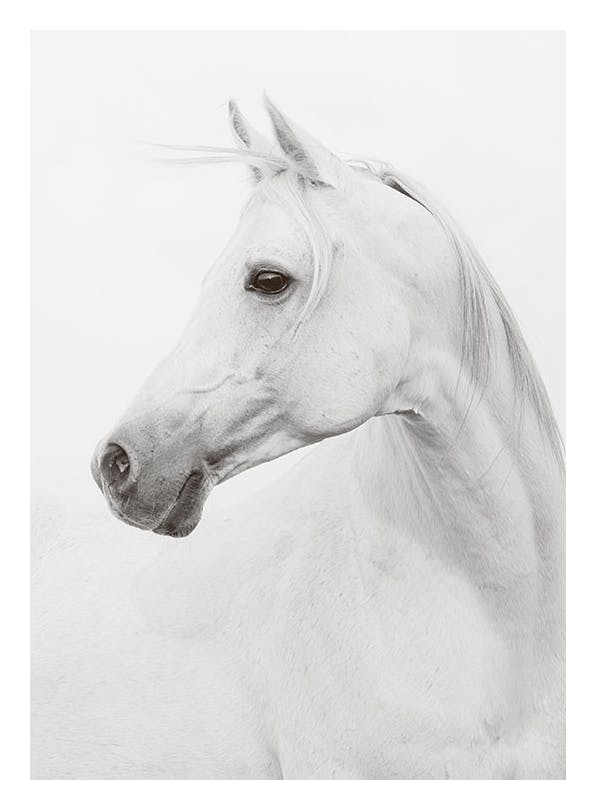 Horse, Plakat (30x40 cm)- Czarno-białe plakaty