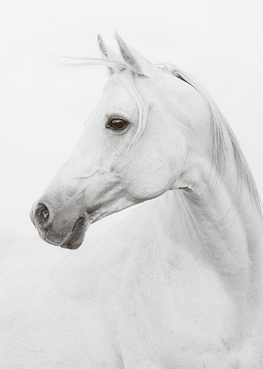 Poster met paard, mooie zwart-witte foto's en print