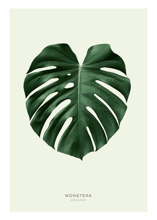 Botaniske plakater og posters med grønne blad online