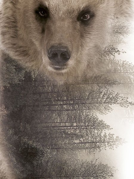 Digitaalista taidetta ja valokuvataidetta karhu- ja metsämotiivilla, nykyaikaist