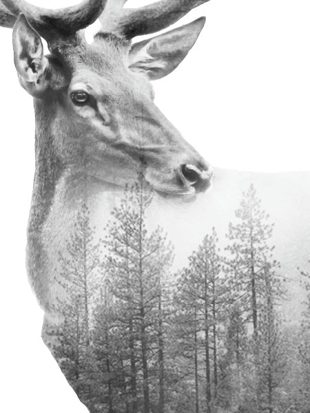 Print/poster of reindeer. Black and white photograph of forest