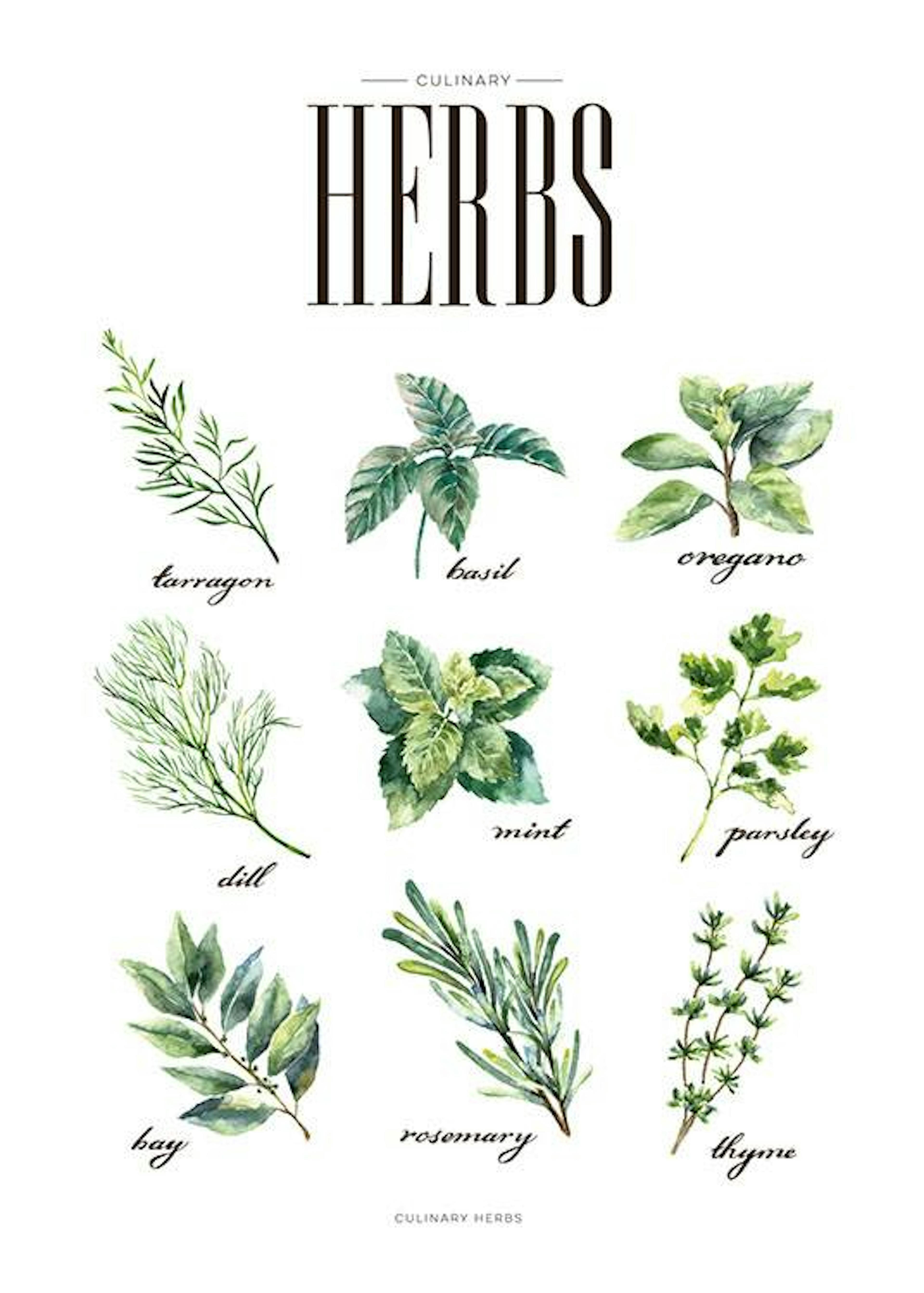 Herbs Green Poster 0