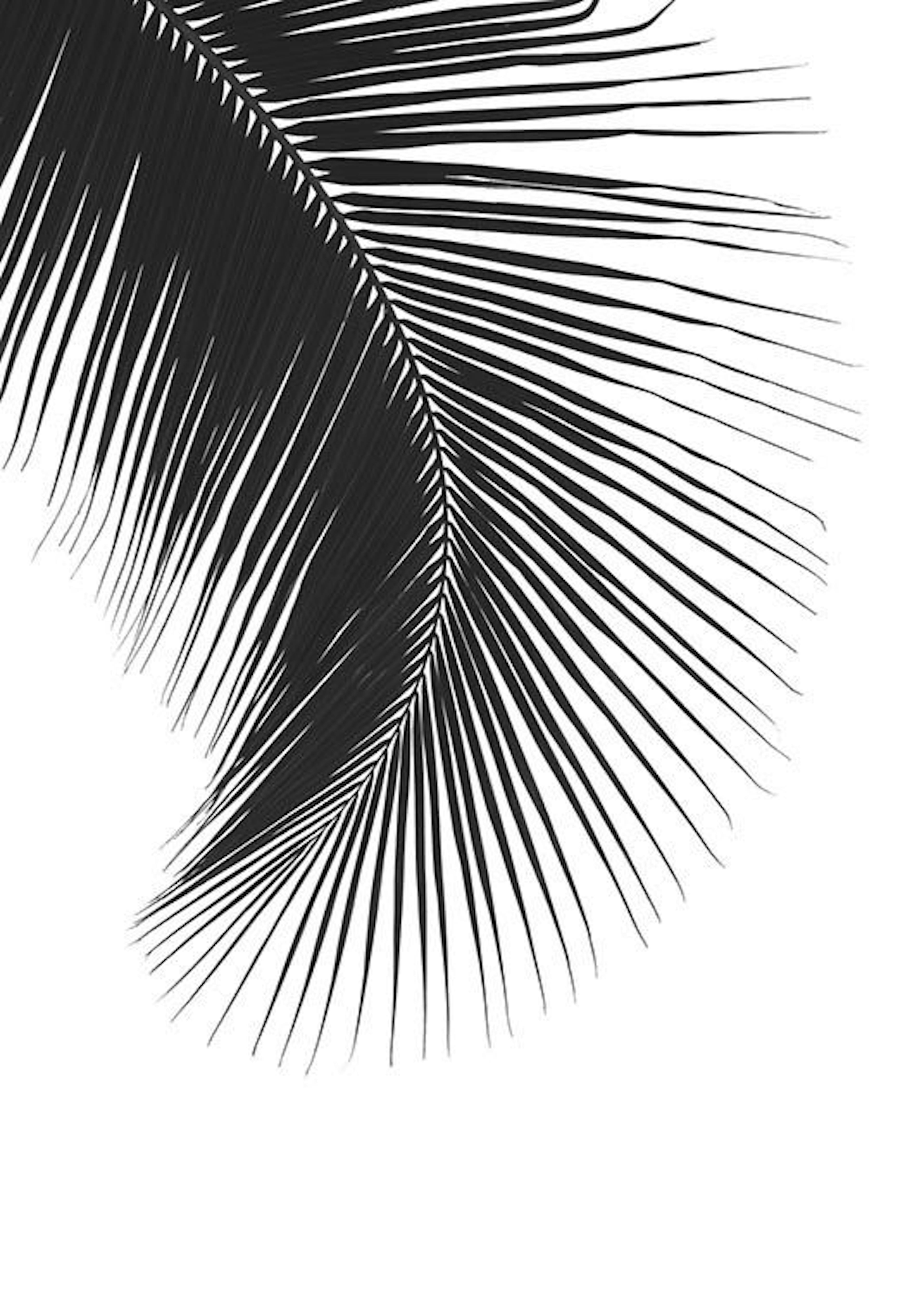 Black Palm Leaf, Plakat