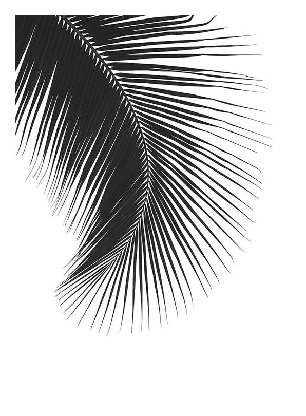 Black Palm Leaf, Posters (13x18 cm) - Zwart wit posters