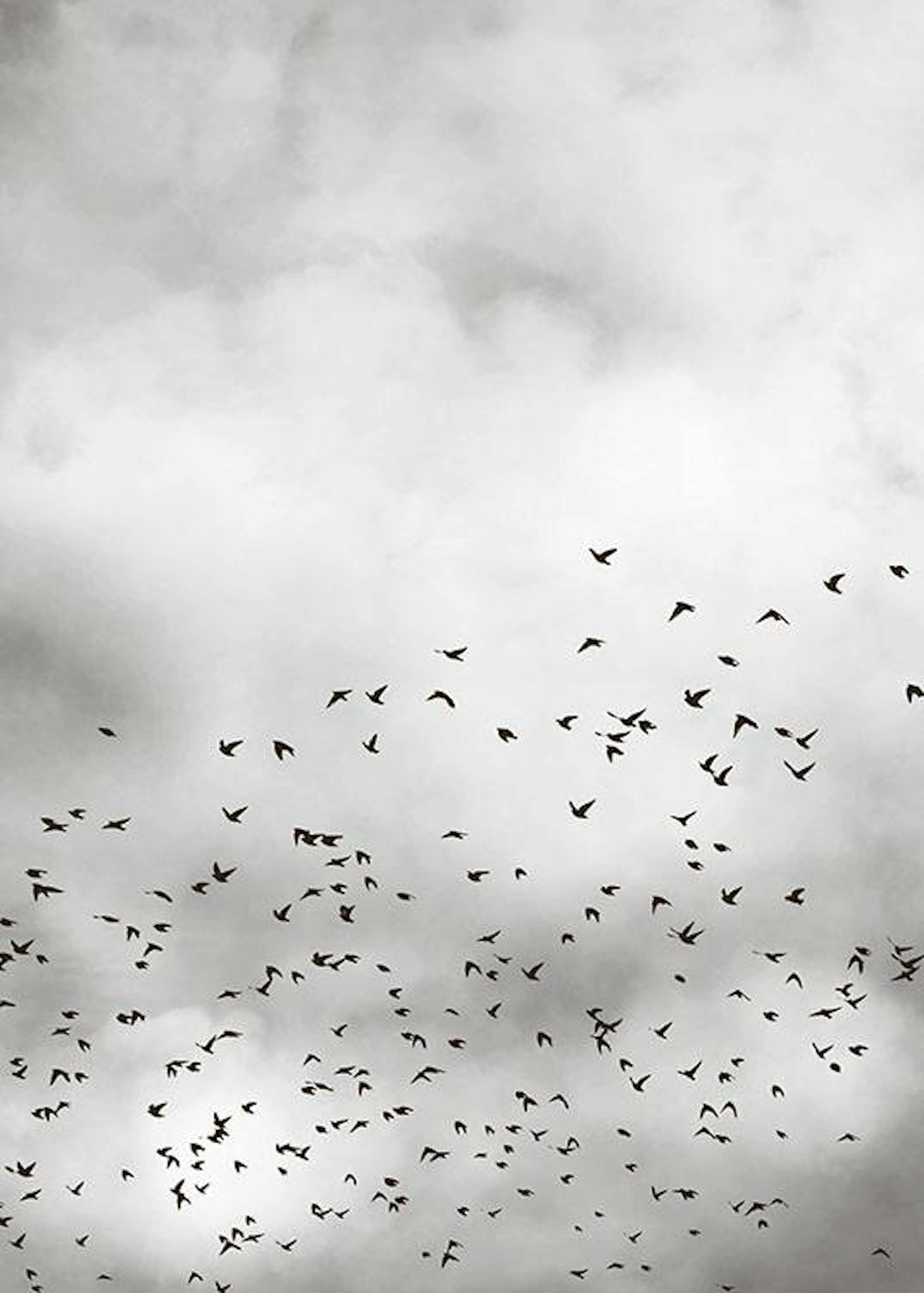 Bird Sky, Affiche 0