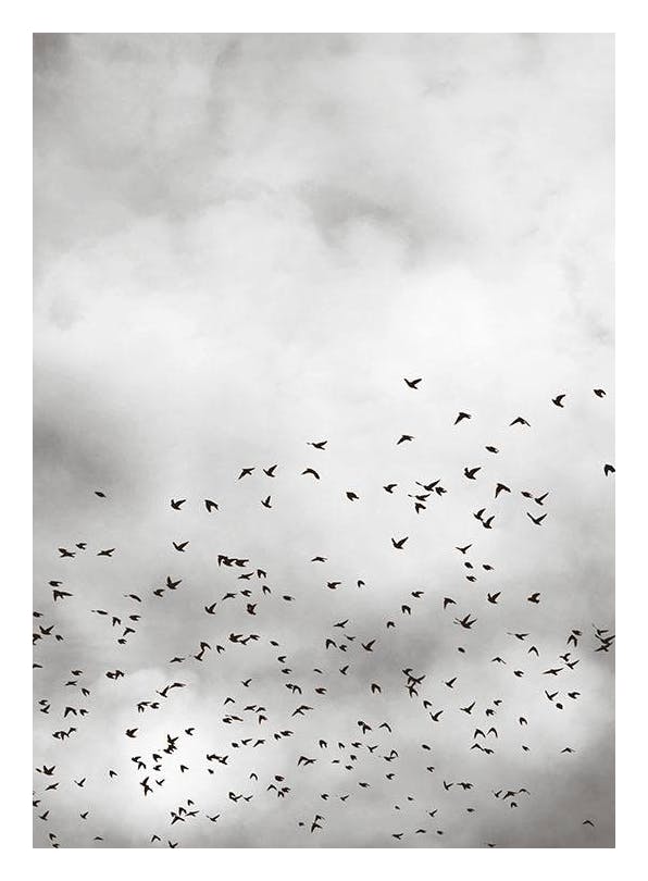 Prints - Bird Sky, Print (50x70 cm) - Nature prints