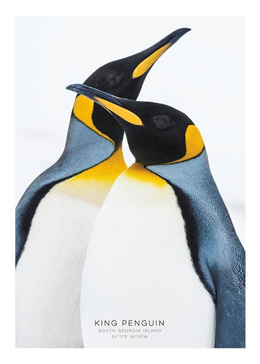 Cuadro y print con dos pingüinos rey