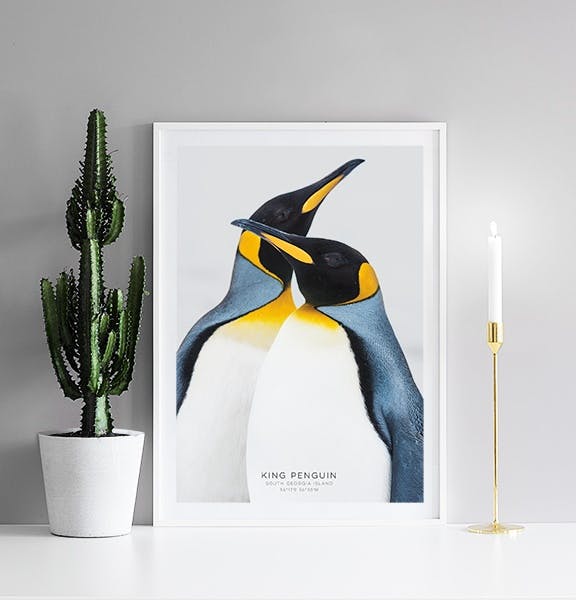 Poster med pingviner, snygg i alla rum och på tavelvägg.
