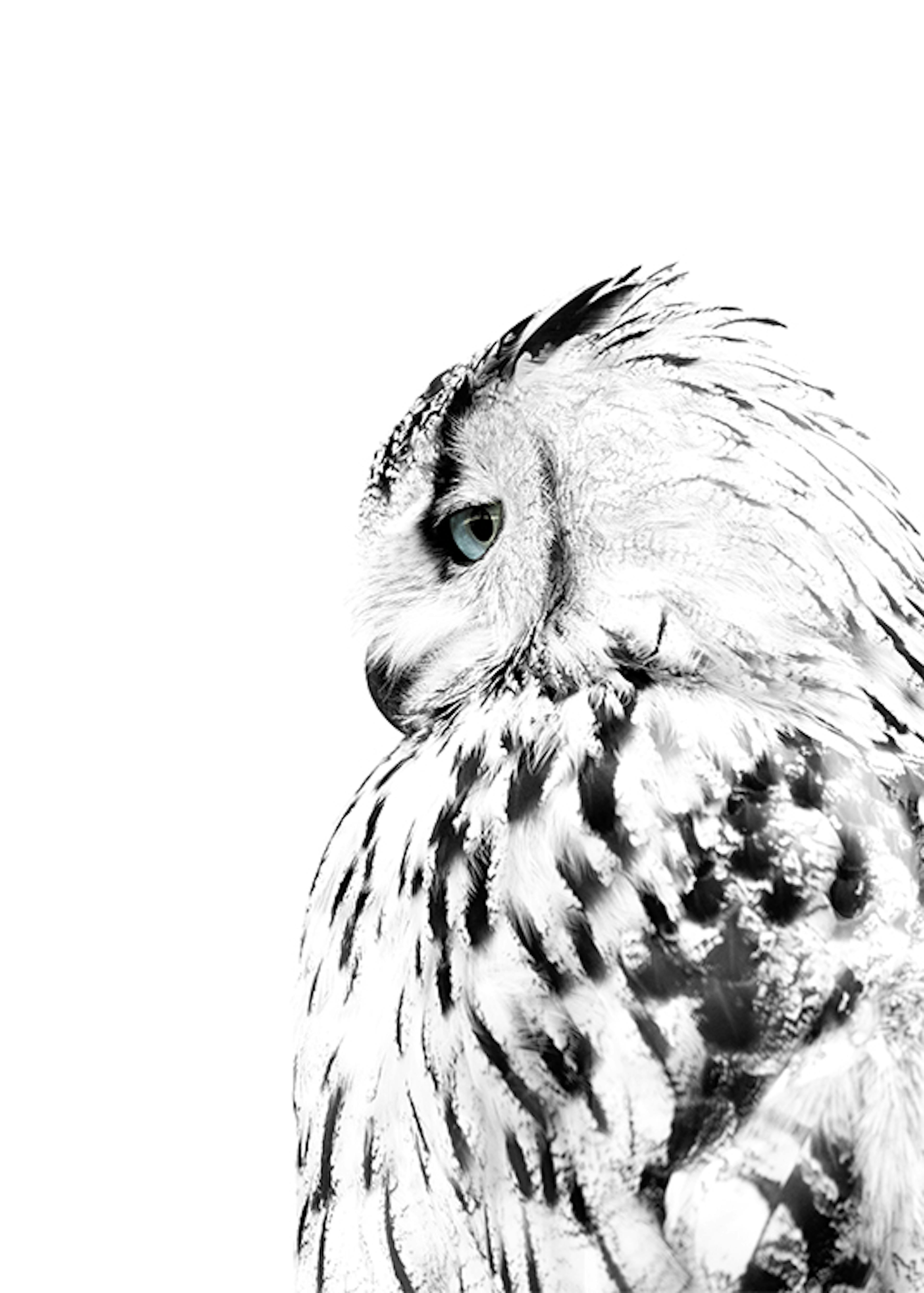 White Owl Poster 0