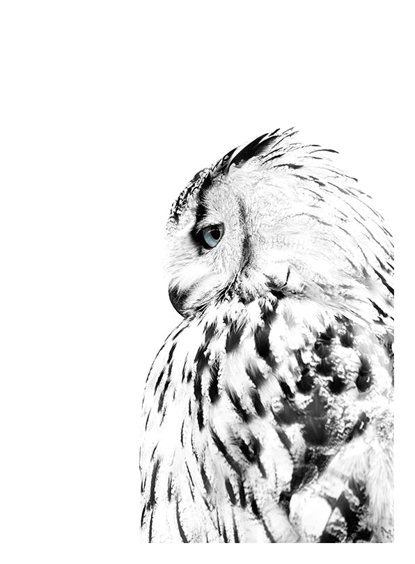 Prints - White Owl, Print (21x30 cm) - Photography prints