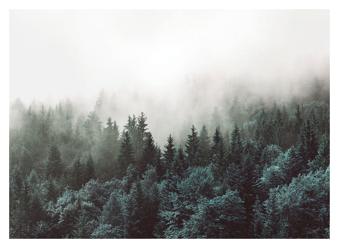 Green Forest, Posters (30x40 cm) - Natuur posters