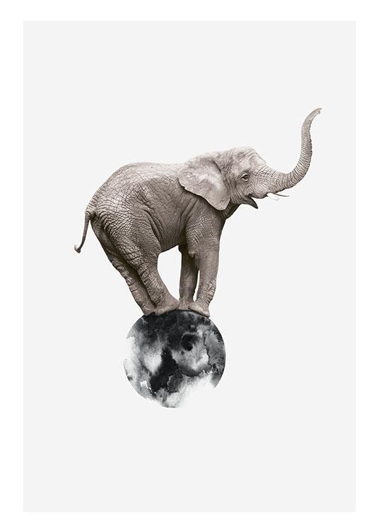 Stylish prints of animals and photo art for the living room
