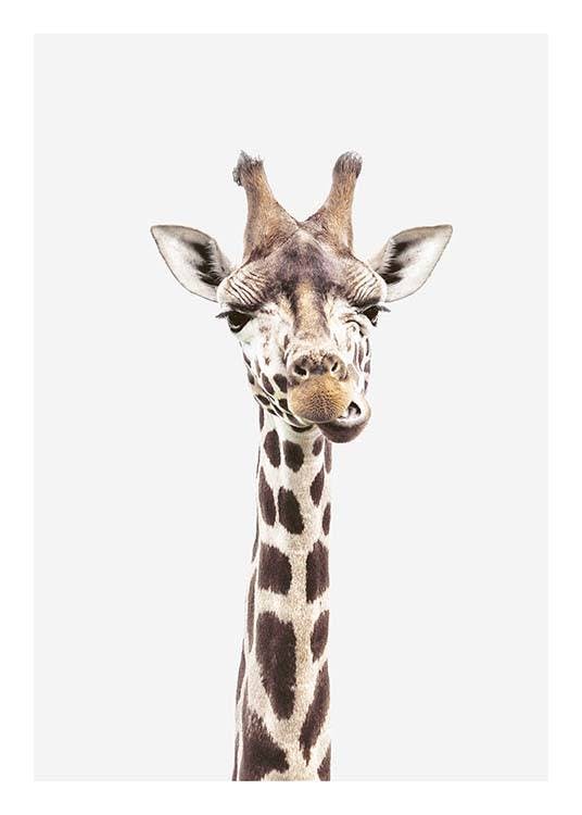 Baby Giraffe Juliste 0