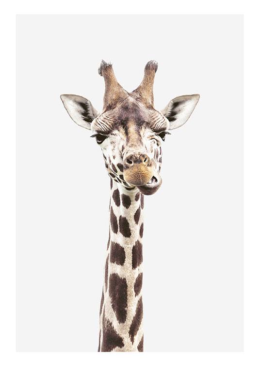 Photographic print of a giraffe Animal | – poster