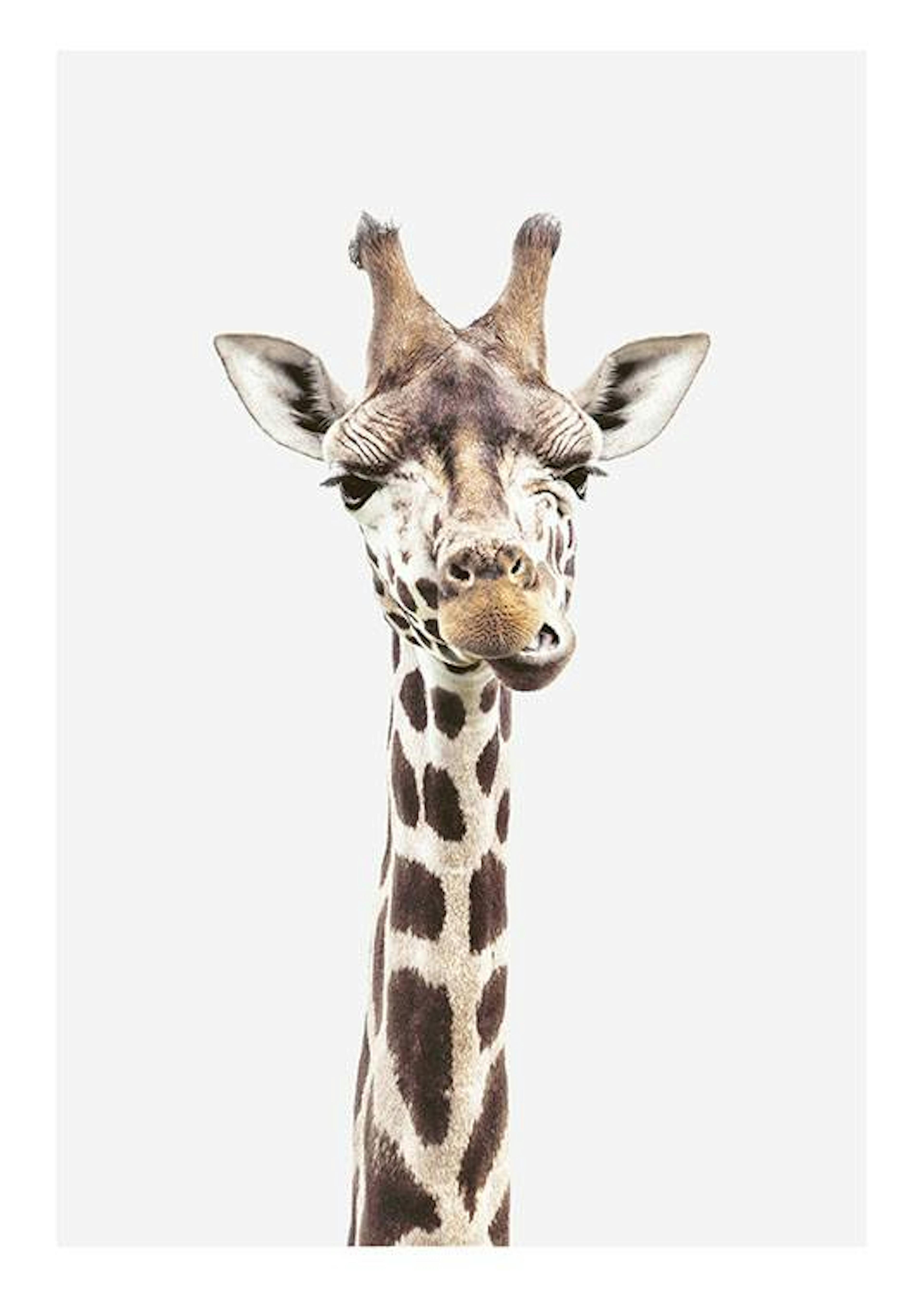 Baby Giraffe Poster 0